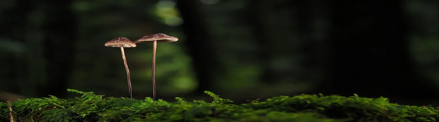법무법인 서앤율